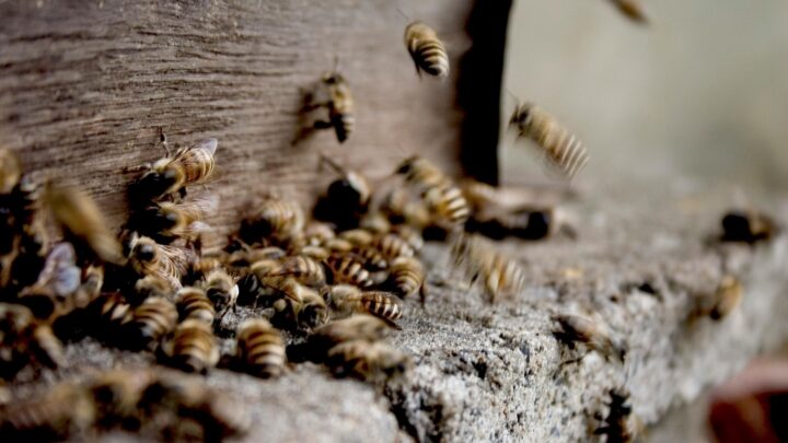 Propolis – naturalna tarcza dla zdrowia i urody